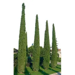 بذر درخت سرو شیراز