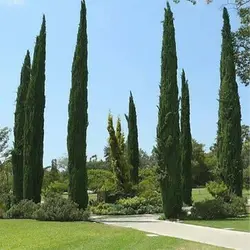 بذر درخت سرو شیراز