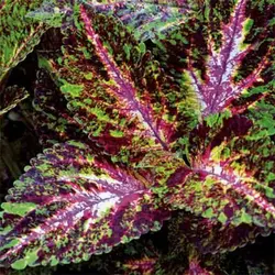 بذر حسن یوسف موزاییک