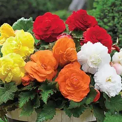 بذر گل کاملیا میکس