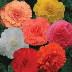 بذر گل کاملیا میکس