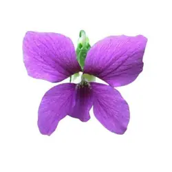 بذر بنفشه معطر