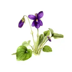 بذر بنفشه معطر