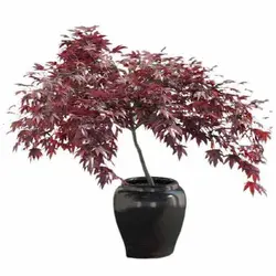 بذر درخت افرا ژاپنی