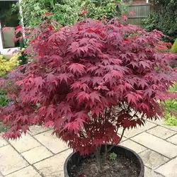 بذر درخت افرا ژاپنی