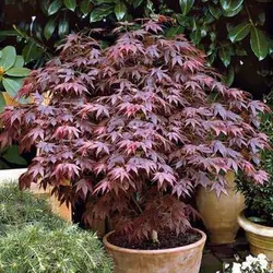 بذر درخت افرا ژاپنی