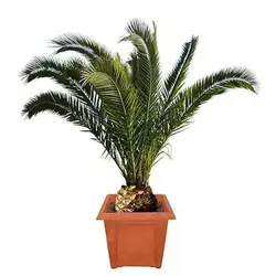 بذر نخل انیکس