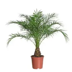 بذر نخل انیکس