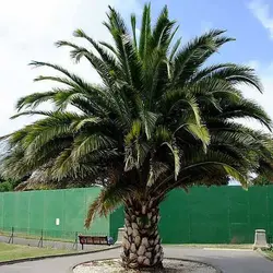 بذر نخل انیکس