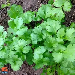 بذر گشنیز محلی