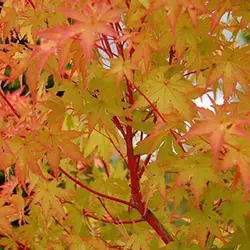 بذر افرا کورال ژاپنی