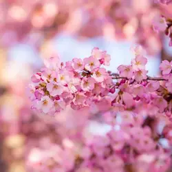 بذر درخت ساکورای ژاپنی