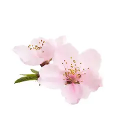 بذر درخت ساکورای ژاپنی