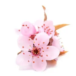 بذر درخت ساکورای ژاپنی