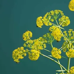 بذر آنغوزه
