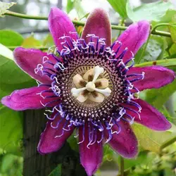 بذر پیچ گل ساعتی میکس