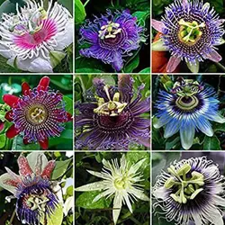 بذر پیچ گل ساعتی میکس