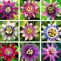 بذر پیچ گل ساعتی میکس