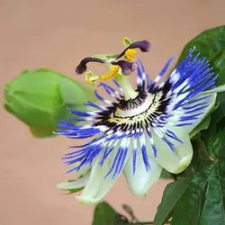 بذر پیچ گل ساعتی میکس