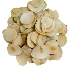 بذر موسیر