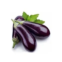 بذر بادمجان هیبرید راوایا