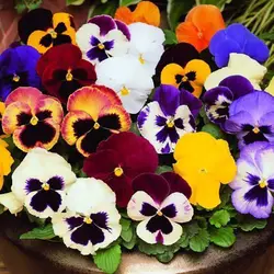 بذر بنفشه الوان