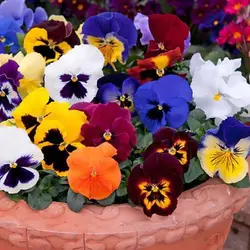 بذر بنفشه الوان