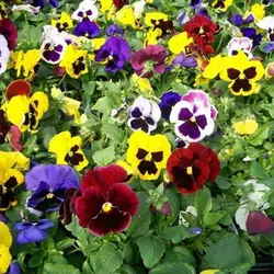 بذر بنفشه الوان