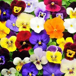 بذر بنفشه الوان