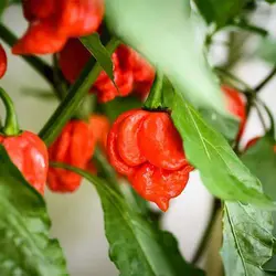 بذر فلفل عقربی تیرینیداد