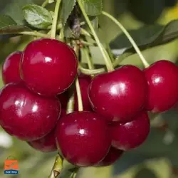 بذر آلبالو محلی