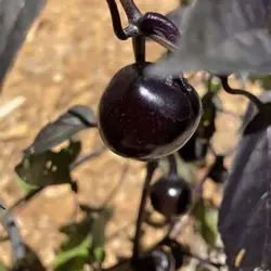 بذر فلفل چری سیاه