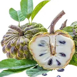 بذر درخت سیب شیرین