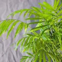 بذر نخل هندی