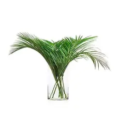 بذر نخل هندی