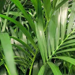 بذر نخل هندی