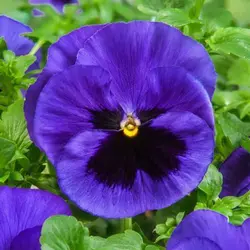 بذر گل بنفشه خوراکی