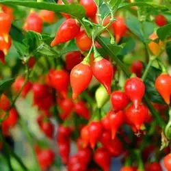 بذر فلفل بیکیونهو قرمز