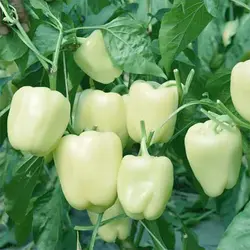بذر فلفل دلمه ای سفید