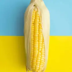 بذر ذرت خیلی شیرین