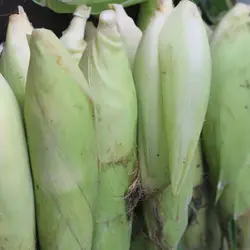 بذر ذرت خیلی شیرین