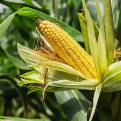 بذر ذرت خیلی شیرین