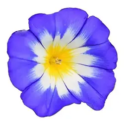 بذر گل نیلوفر پیچ پاکوتاه سه رنگ میکس معطر