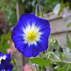 بذر گل نیلوفر پیچ پاکوتاه سه رنگ میکس معطر