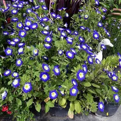 بذر گل نیلوفر پیچ پاکوتاه سه رنگ میکس معطر