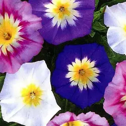 بذر گل نیلوفر پیچ پاکوتاه سه رنگ میکس معطر