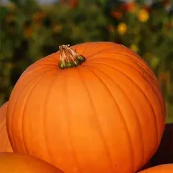 بذر کدو آجیلی