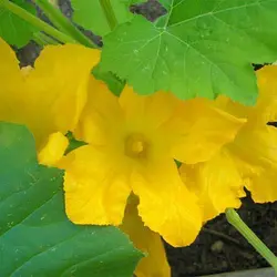 بذر کدو آجیلی