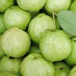 بذر گواوا سیبی زرد معطر داخل سفید