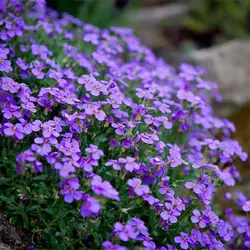 بذر گل‌های سنگی میکس